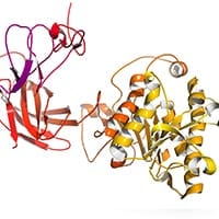 Lipase