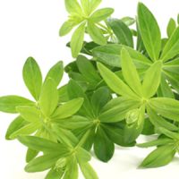 Woodruff