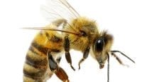 Mehr Energie durch Substanzen aus dem Bienenstock