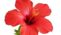 Hibiscus gegen Hautkrebs