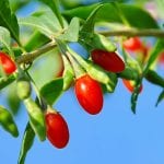 Jetzt entdeckt: Goji-Beere hilft gegen Grippe