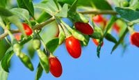 Jetzt entdeckt: Goji-Beere hilft gegen Grippe