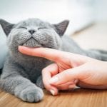 Allergien: Der Preis für Katzenliebe