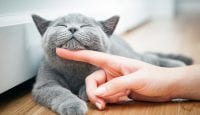 Allergien: Der Preis für Katzenliebe