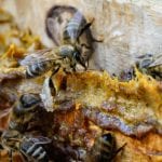 Bienen-Substanz hemmt Krebszellen