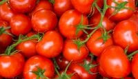 Tomaten-Power im Kampf gegen Herz-Kreislauf-Erkrankungen und Co