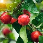 Superfoods: Wie Acerola die Gesundheit fördert