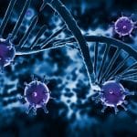 Neuer Mechanismus entdeckt, der eine Immunantwort in Zellen mit geschädigter DNA auslöst