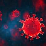 Wissenschaftler entdecken Lama-Antikörper, die COVID und seine zukünftigen Varianten unschädlich machen