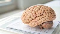 Wissenschaftler entdecken Hirnschichten, die mit zunehmendem Alter stärker werden